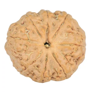 8 Mukhi Rudraksha 24.9mm 4.99gm - Rudraksha