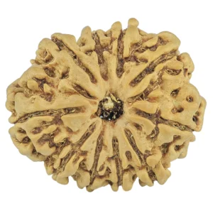 10 Mukhi Rudraksha 24.4mm 3gm - Rudraksha