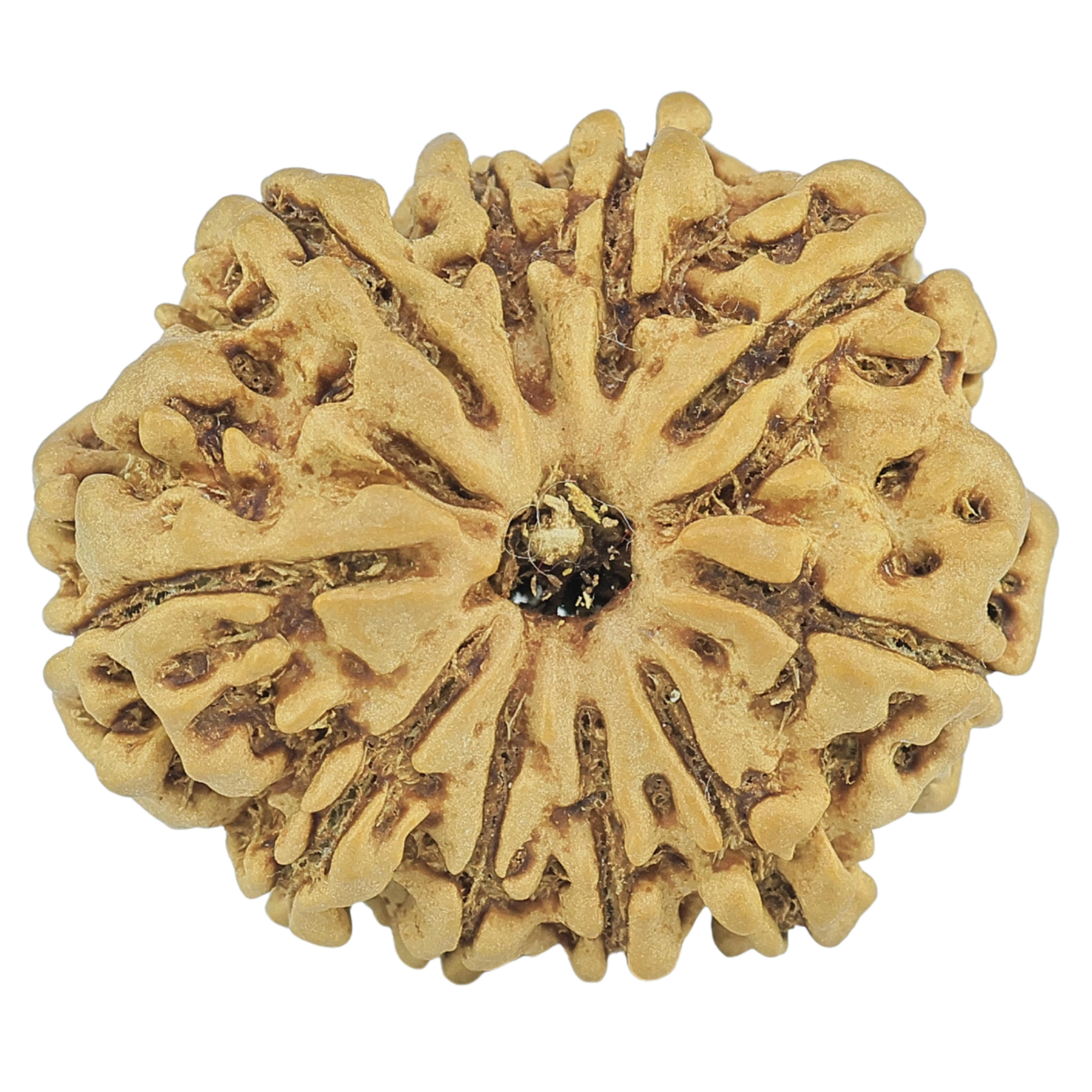 10 Mukhi Rudraksha 24.4mm 3gm - Rudraksha