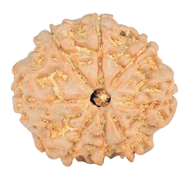8 Mukhi Rudraksha 23.3mm 4gm - Origin: Nepal - Rudraksha