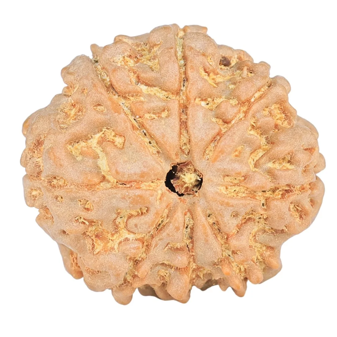8 Mukhi Rudraksha 23.3mm 4gm - Origin: Nepal - Rudraksha