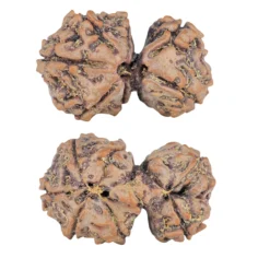 7 MK Gaurishankar 27.9mm 4gm - Rudraksha