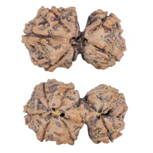7 MK Gaurishankar 27.9mm 4gm - Rudraksha
