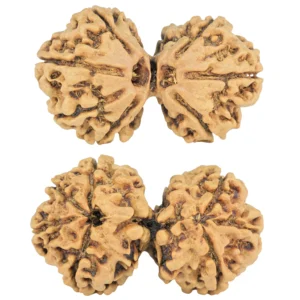 7 MK Gaurishankar 31mm 4gm - Rudraksha