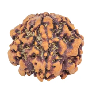 1MK(Underdeveloped) 21.1mm 2.8gm - Rudraksha
