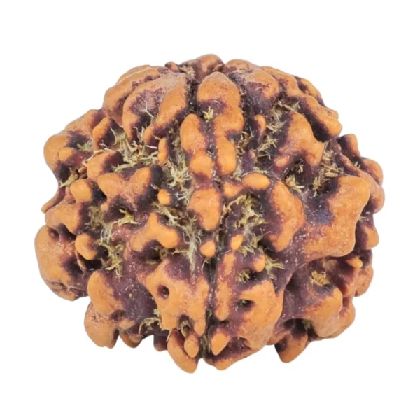 1MK(Underdeveloped) 21.1mm 2.8gm - Rudraksha