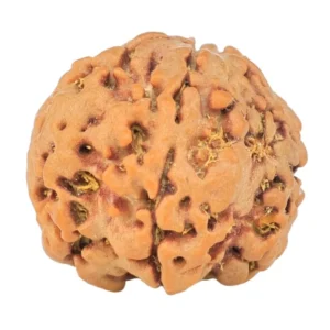 1MK(Underdeveloped) 20.5mm 3.06gm - Rudraksha