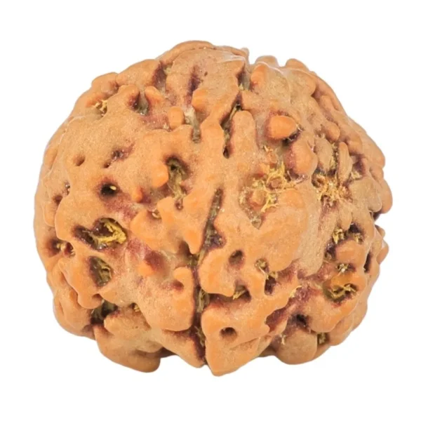 1MK(Underdeveloped) 20.5mm 3.06gm - Rudraksha
