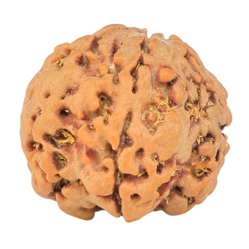 1MK(Underdeveloped) 20.5mm 3.06gm - Rudraksha