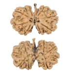8 Mukhi G.S & Ganesh 29.1mm 4.21gm - Rudraksha