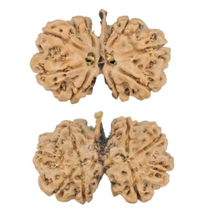 8 Mukhi G.S & Ganesh 29.1mm 4.21gm - Rudraksha