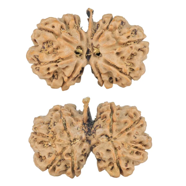 8 Mukhi G.S & Ganesh 29.1mm 4.21gm - Rudraksha