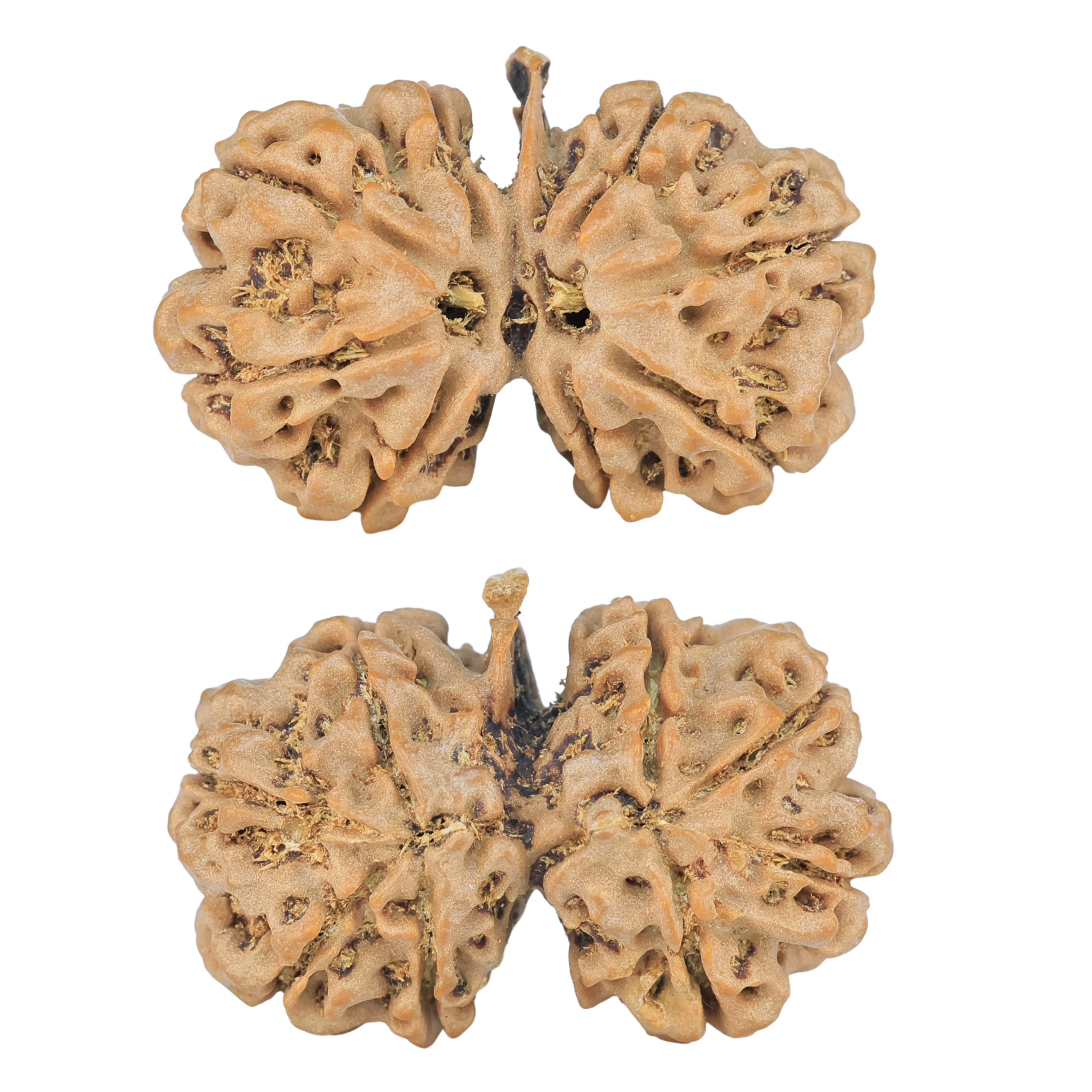 8 Mukhi G.S & Ganesh 29.1mm 4.21gm - Rudraksha
