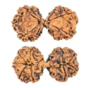 11 MK Gaurishankar 41.6mm 7.82gm - Rudraksha