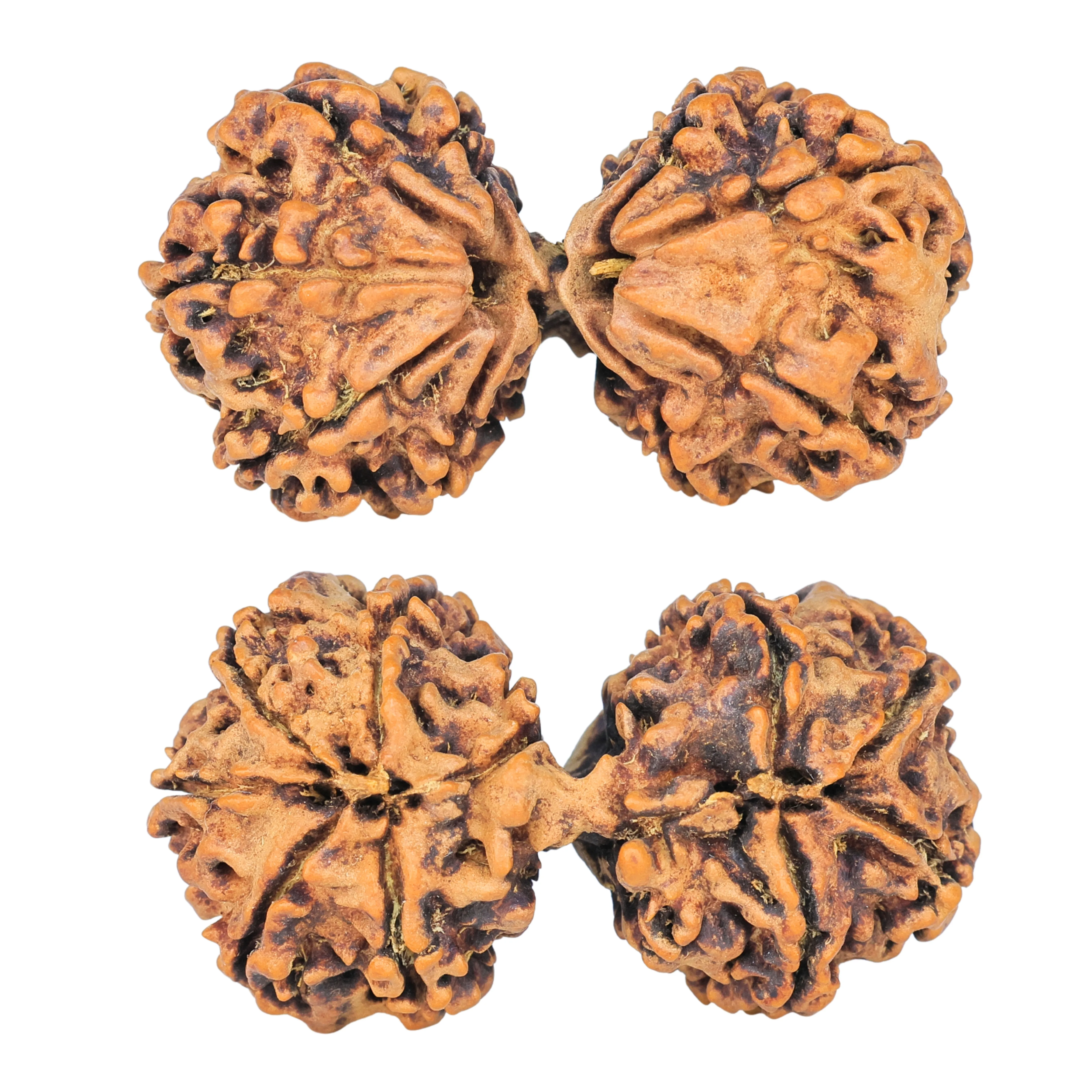 11 MK Gaurishankar 41.6mm 7.82gm - Rudraksha