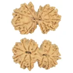 13 MK Gaurishankar 35.6mm 5.58gm - Rudraksha