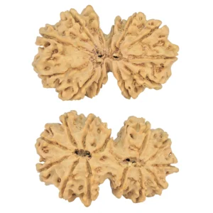 13 MK Gaurishankar 35.6mm 5.58gm - Rudraksha