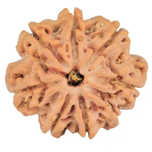 8 Mukhi Rudraksha 29mm 6.3gm - Rudraksha