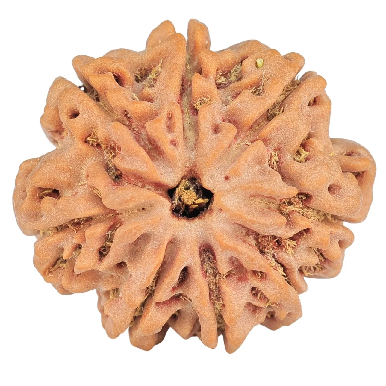 8 Mukhi Rudraksha 29mm 6.3gm - Rudraksha