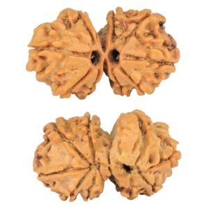 10 Mukhi G.S & Ganesh 27.7mm 3.76gm - Rudraksha
