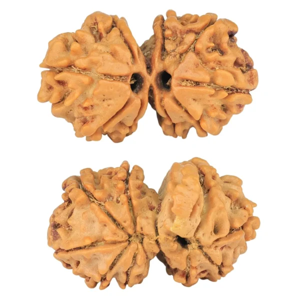 10 Mukhi G.S & Ganesh 27.7mm 3.76gm - Rudraksha
