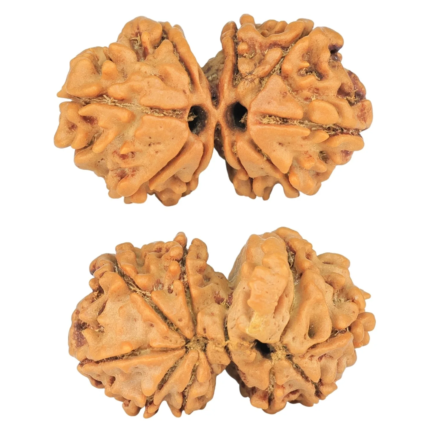 10 Mukhi G.S & Ganesh 27.7mm 3.76gm - Rudraksha