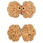 11 MK Gaurishankar 40.3mm 10.41gm - Rudraksha