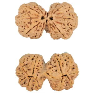 11 MK Gaurishankar 40.3mm 10.41gm - Rudraksha