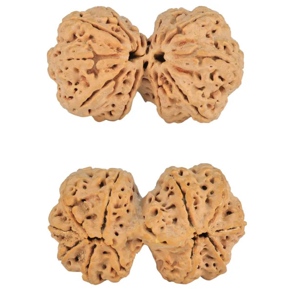 11 MK Gaurishankar 40.3mm 10.41gm - Rudraksha