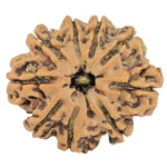 9 Mukhi Rudraksha 28.6mm 5.43gm - Origin: Nepal - Rudraksha