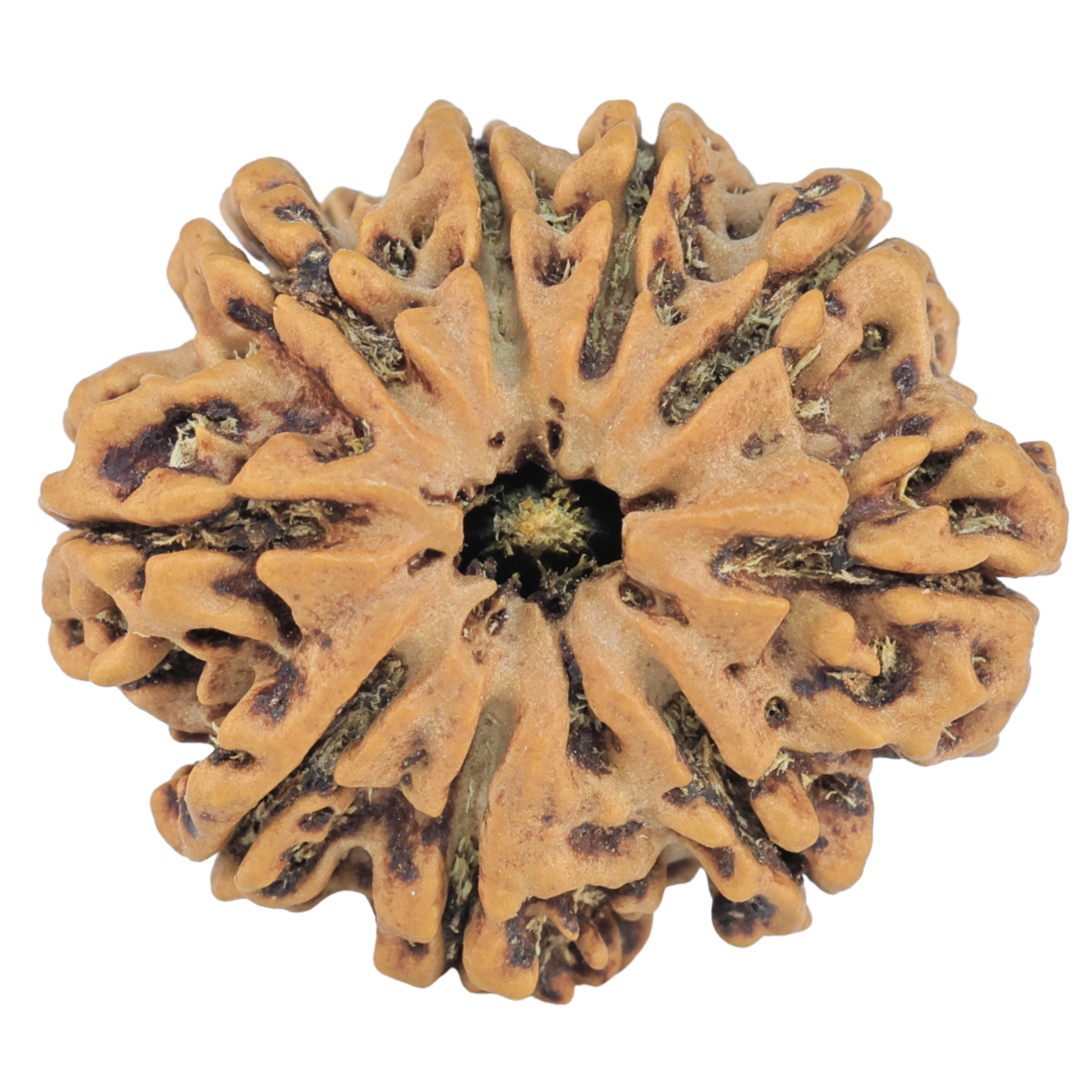 9 Mukhi Rudraksha 28.6mm 5.43gm - Origin: Nepal - Rudraksha