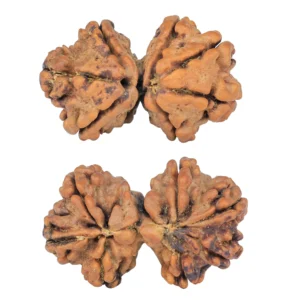 7 MK Gaurishankar 26.5mm 3gm - Rudraksha