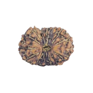 16 Mukhi Rudraksha 12.8mm 0.39gm - Rudraksha