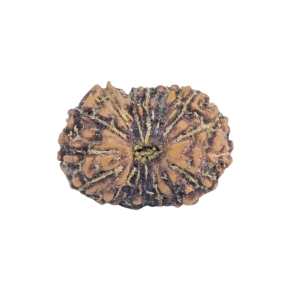 16 Mukhi Rudraksha 12.8mm 0.39gm - Rudraksha