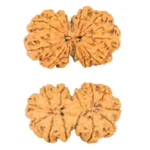 13 MK Gaurishankar 37.1mm 6.59gm - Rudraksha