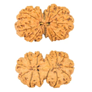 13 MK Gaurishankar 37.1mm 6.59gm - Rudraksha