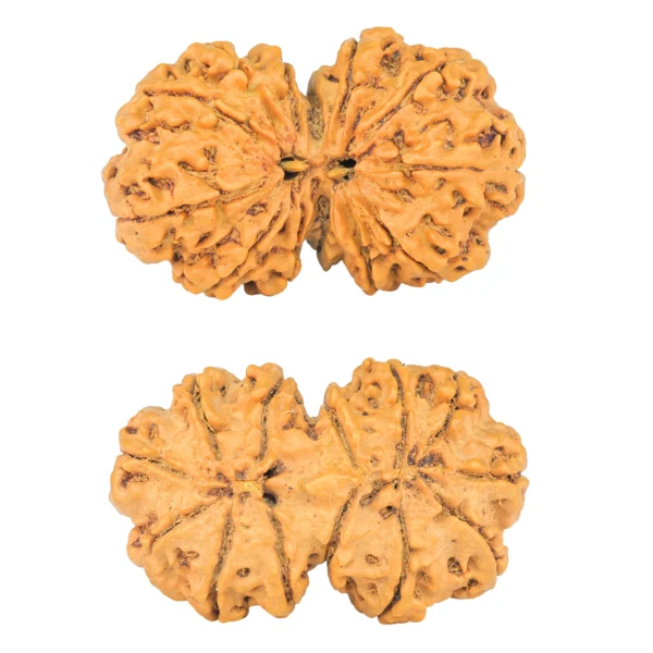 13 MK Gaurishankar 37.1mm 6.59gm - Rudraksha
