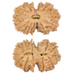 13 MK Gaurishankar 32.3mm 6.6gm - Rudraksha