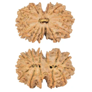 13 MK Gaurishankar 32.3mm 6.6gm - Rudraksha