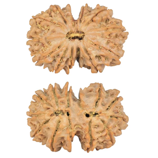 13 MK Gaurishankar 32.3mm 6.6gm - Rudraksha