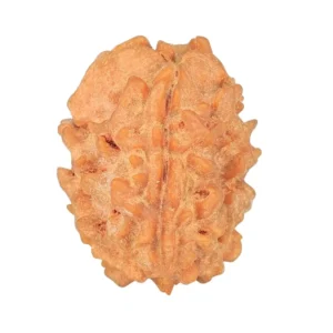 1 Mukhi Rudraksha 23.1mm 2.93gm - Rudraksha