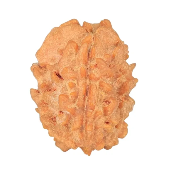 1 Mukhi Rudraksha 23.1mm 2.93gm - Rudraksha