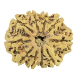 10 Mukhi Rudraksha 23.9mm 2.13gm - Rudraksha