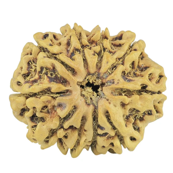 10 Mukhi Rudraksha 23.9mm 2.13gm - Rudraksha