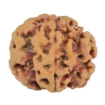 1MK(Underdeveloped) 22.1mm 3.88gm - Rudraksha