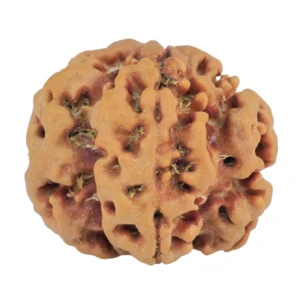 1MK(Underdeveloped) 22.1mm 3.88gm - Rudraksha