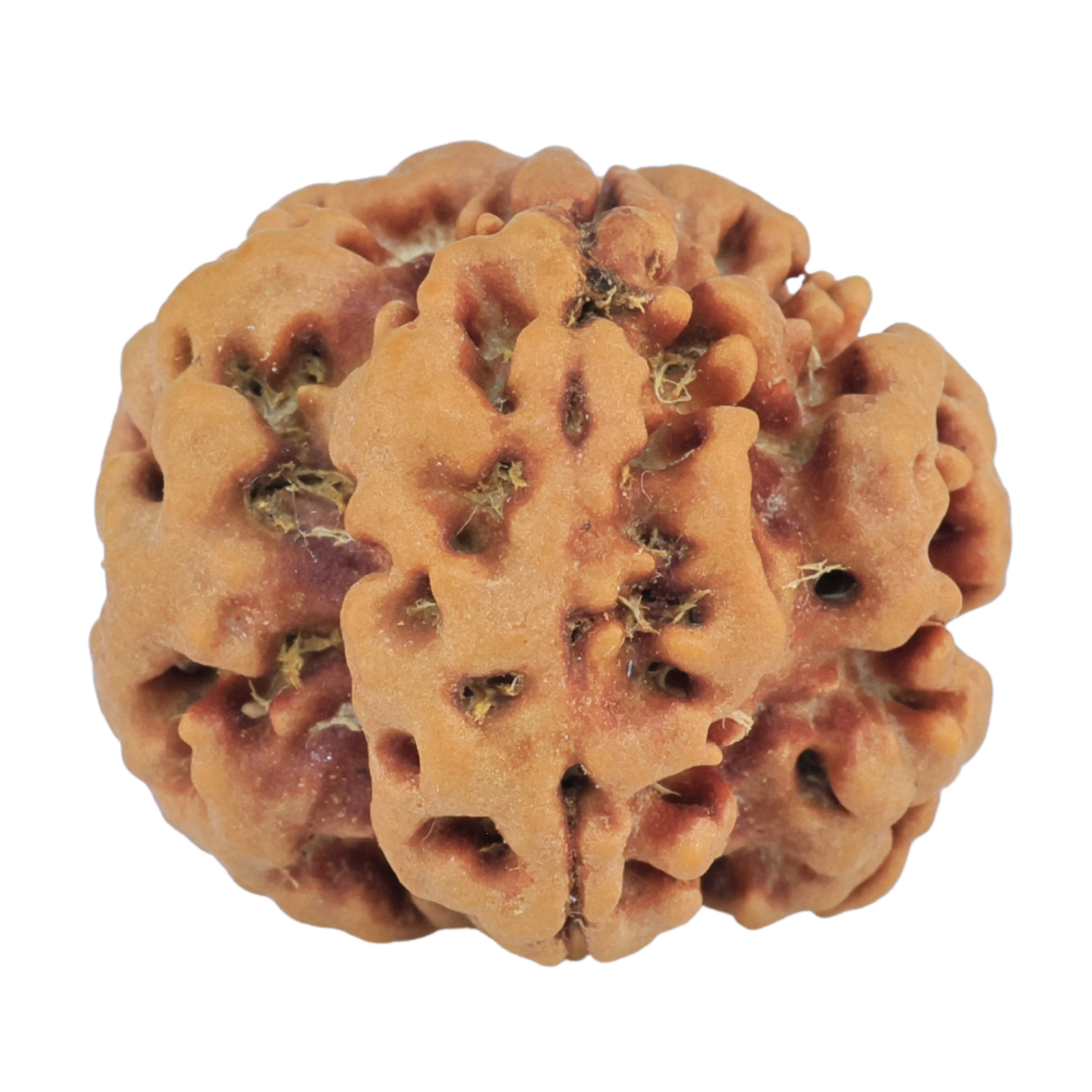 1MK(Underdeveloped) 22.1mm 3.88gm - Rudraksha