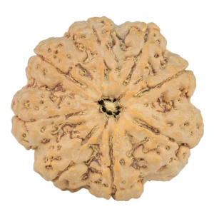 8 Mukhi Rudraksha 28.8mm 7.51gm - Rudraksha