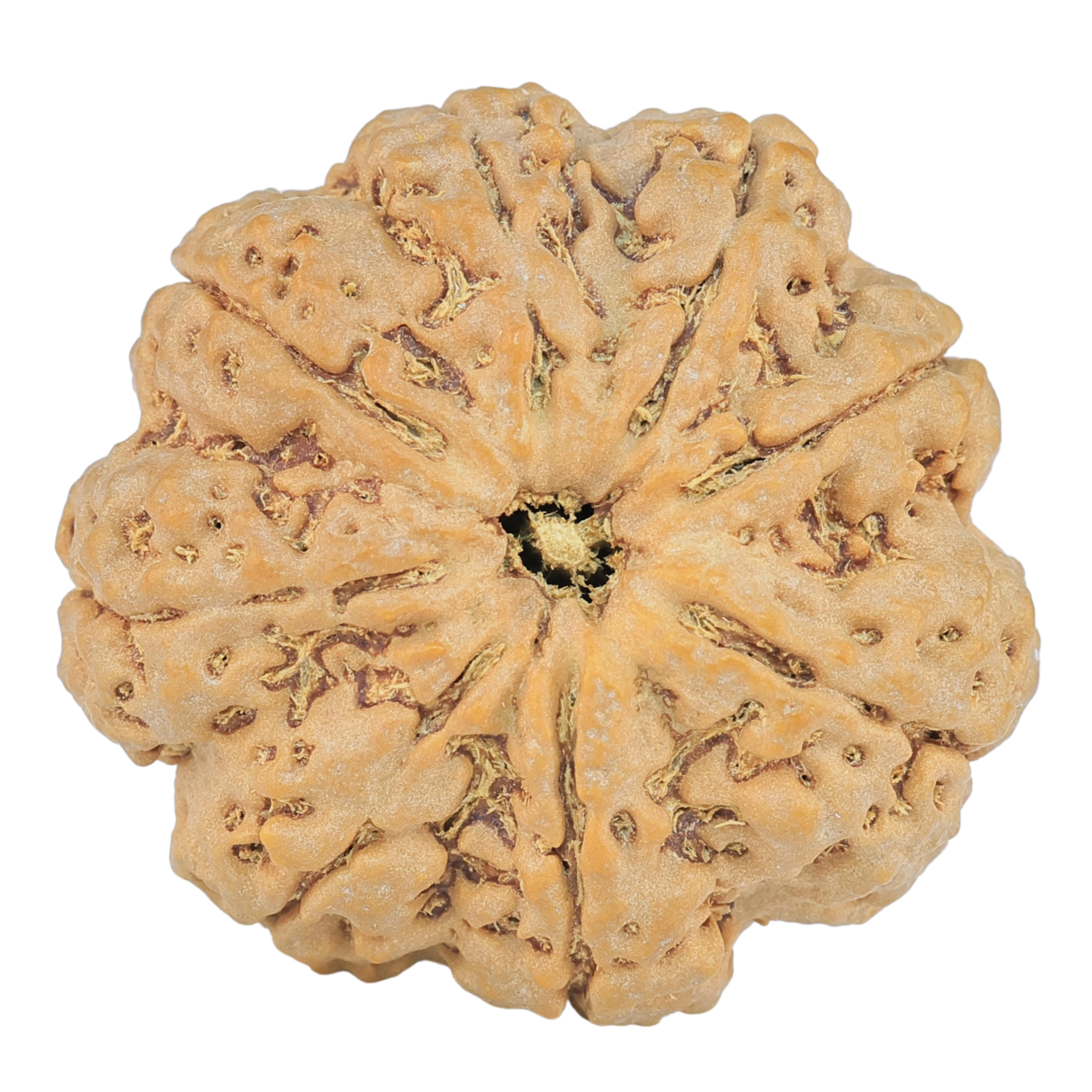 8 Mukhi Rudraksha 28.8mm 7.51gm - Rudraksha