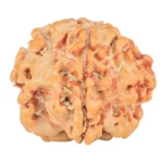 1 Mukhi ( U/D ) Ganesh 19.5mm 2.45gm - Rudraksha